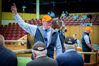 Sale at Karaka 18 & 19 November.